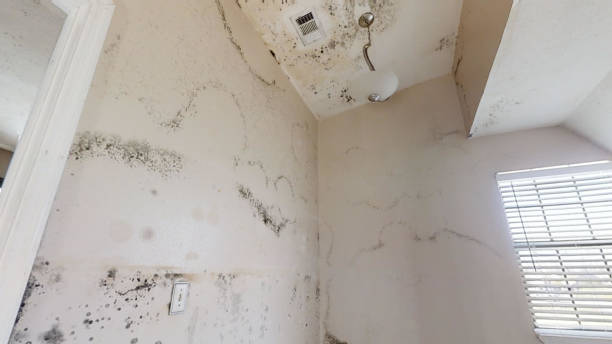 Best Black Mold Removal  in Wickenburg, AZ