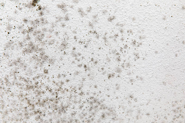 Best Basement Mold Removal  in Wickenburg, AZ