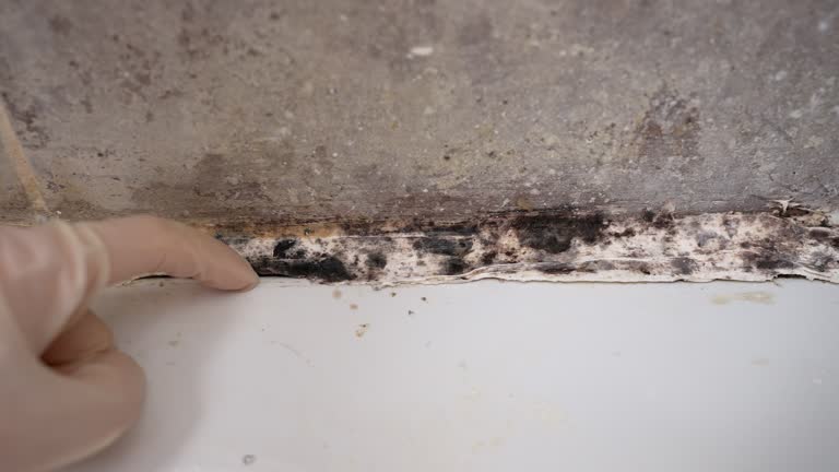 Best Mold Odor Removal Services  in Wickenburg, AZ